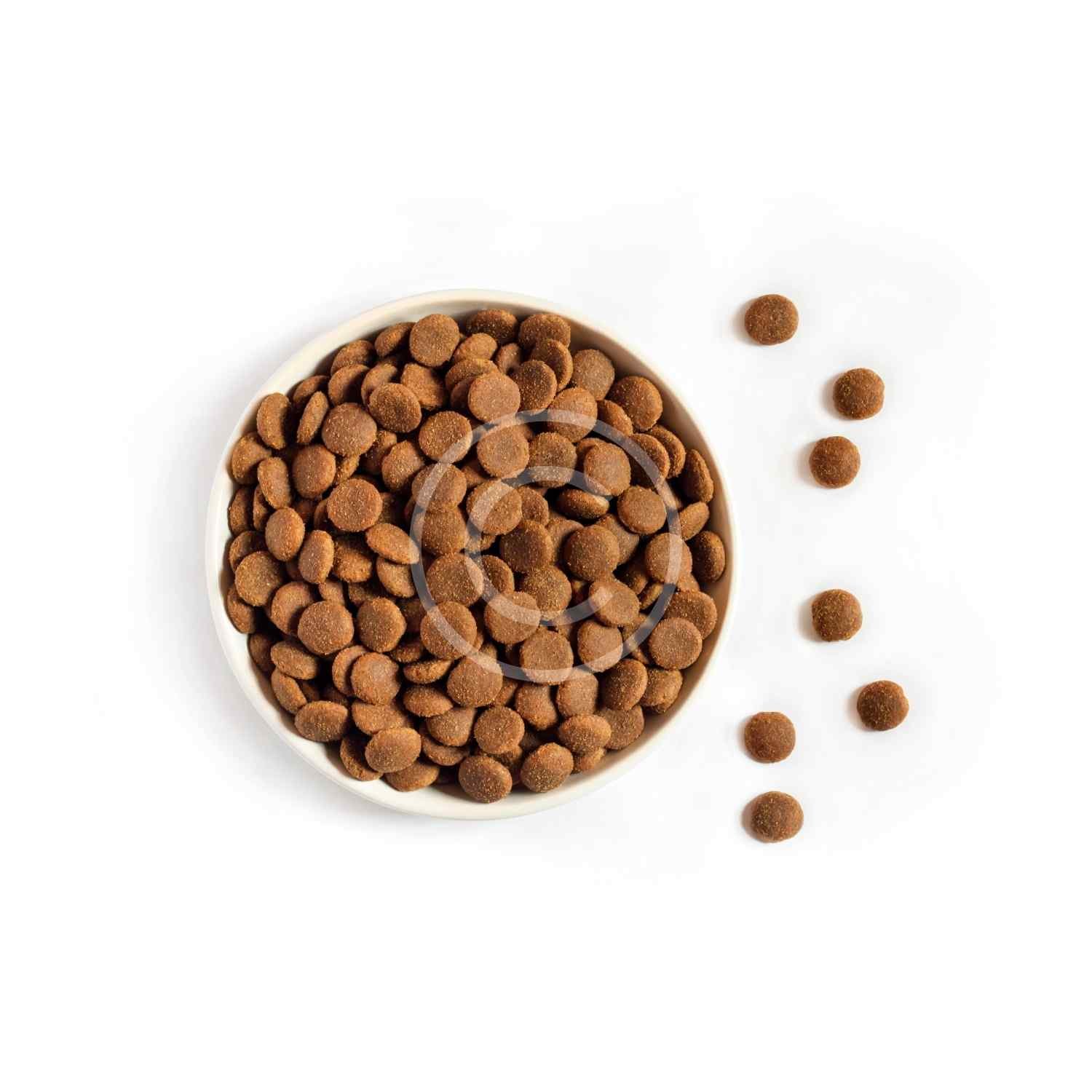 Chewing Bones - Image 3