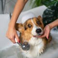 Why Regular Grooming is Essential for Your Dog’s Health