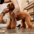 What to Expect at Your Dog’s First Grooming Appointment
